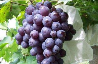 娱乐吃瓜酱葡萄娱乐,揭秘娱乐圈幕后故事与趣味瞬间